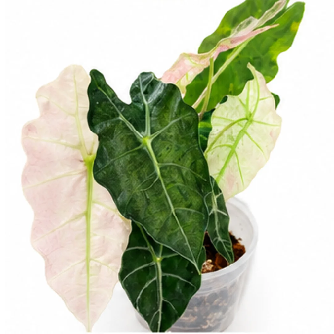 Alocasia Polly Mint Pink Var – Tissue Culture