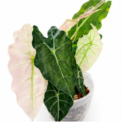 Alocasia Polly Mint Pink Var – Tissue Culture
