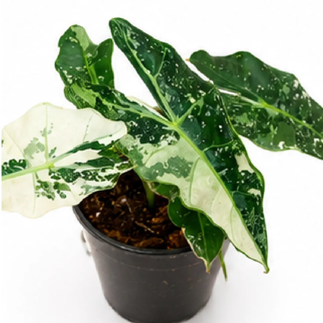 Alocasia Polly Mint Pink Var – Tissue Culture