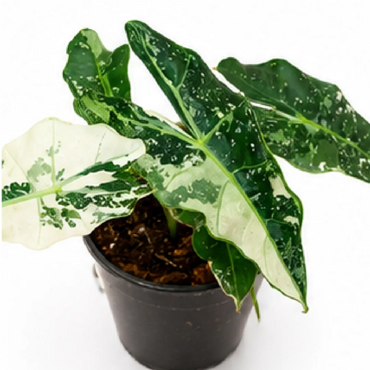 Alocasia Polly Mint Pink Var – Tissue Culture