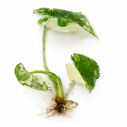 Alocasia Odora Okinawa Silver Albo Var – Tissue Culture