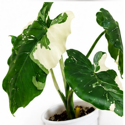 Alocasia Odora Okinawa Silver Albo Var – Tissue Culture
