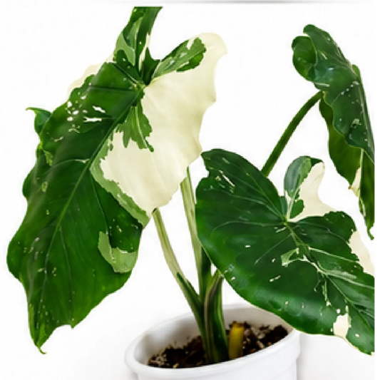 Alocasia Odora Okinawa Silver Albo Var – Tissue Culture