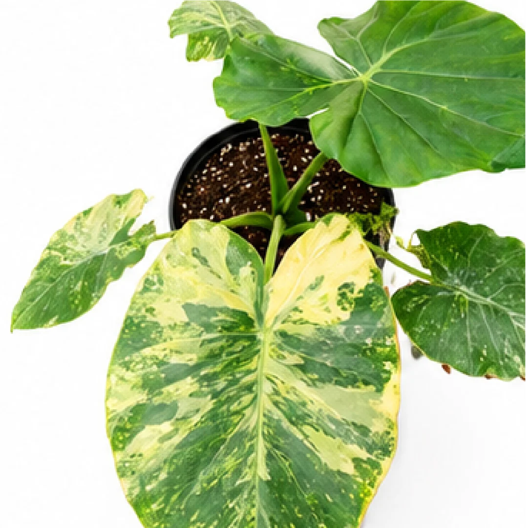 Alocasia Odora Okinawa Silver Aurea Var – Tissue Culture
