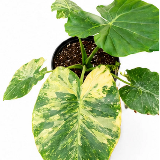 Alocasia Odora Okinawa Silver Aurea Var – Tissue Culture