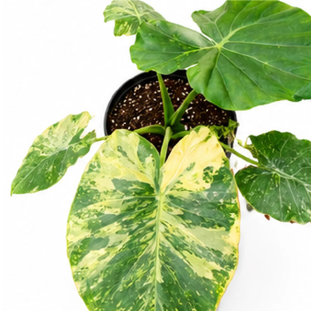 Alocasia Odora Okinawa Silver Aurea Var – Tissue Culture