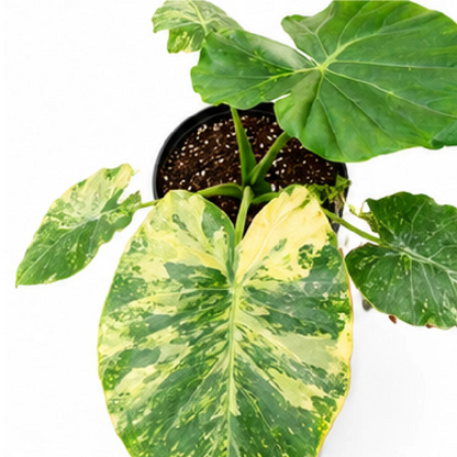 Alocasia Odora Okinawa Silver Aurea Var – Tissue Culture