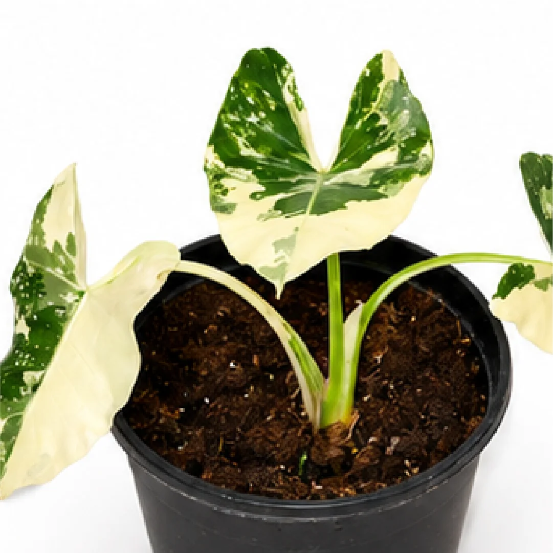 Alocasia Macrorrhizos Albo Var – Tissue Culture