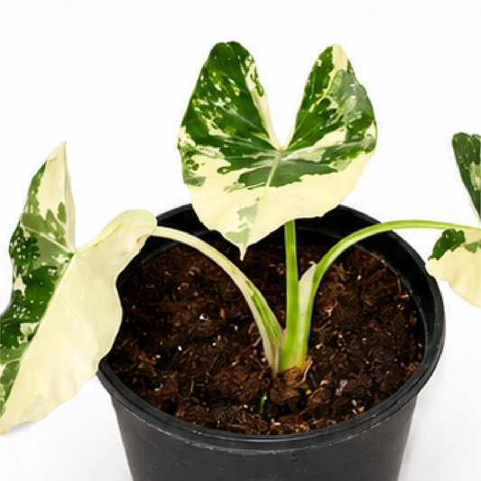 Alocasia Macrorrhizos Albo Var – Tissue Culture