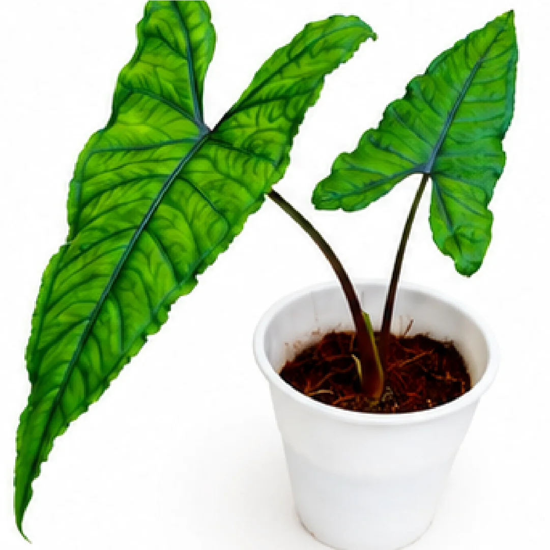 Alocasia Olani – Tissue Culture