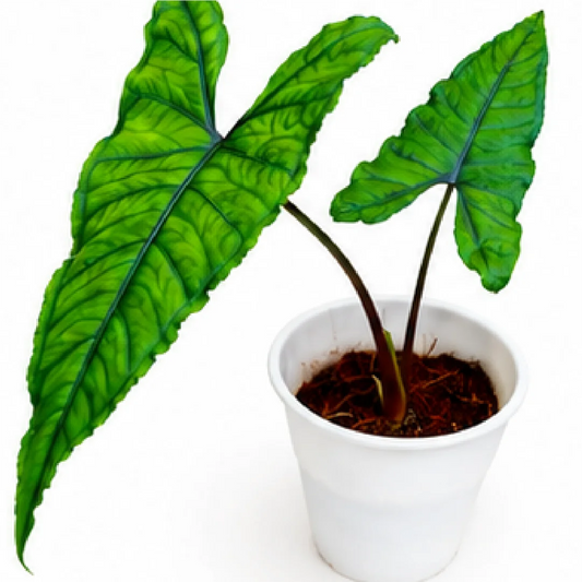 Alocasia Olani – Tissue Culture