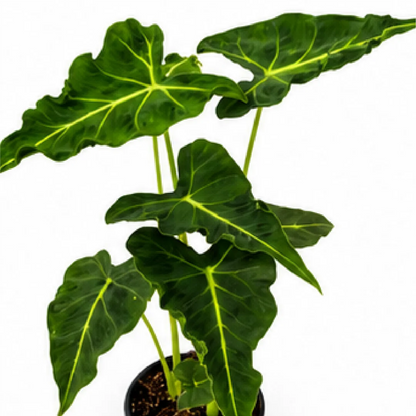 Alocasia Emerald Tide (Alocasia Frydek Tattoo) – Tissue Culture
