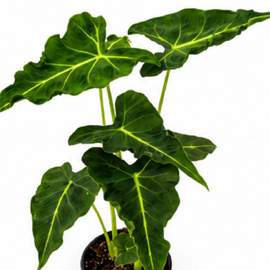 Alocasia Emerald Tide (Alocasia Frydek Tattoo) – Tissue Culture