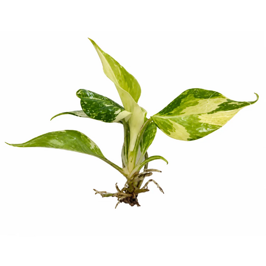 Philodendron Gloriosum Tricolor Marble Var Tissue Culture