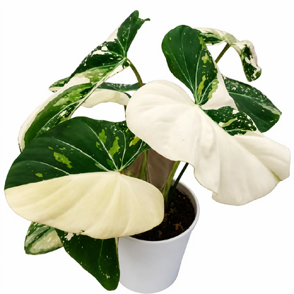 Philodendron Gloriosum Tricolor Marble Var Tissue Culture