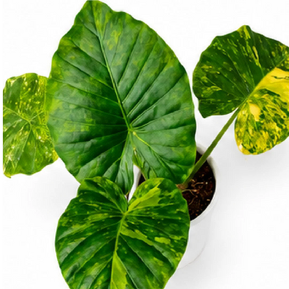 Alocasia Macrorrhizos Aurea Var – Tissue Culture