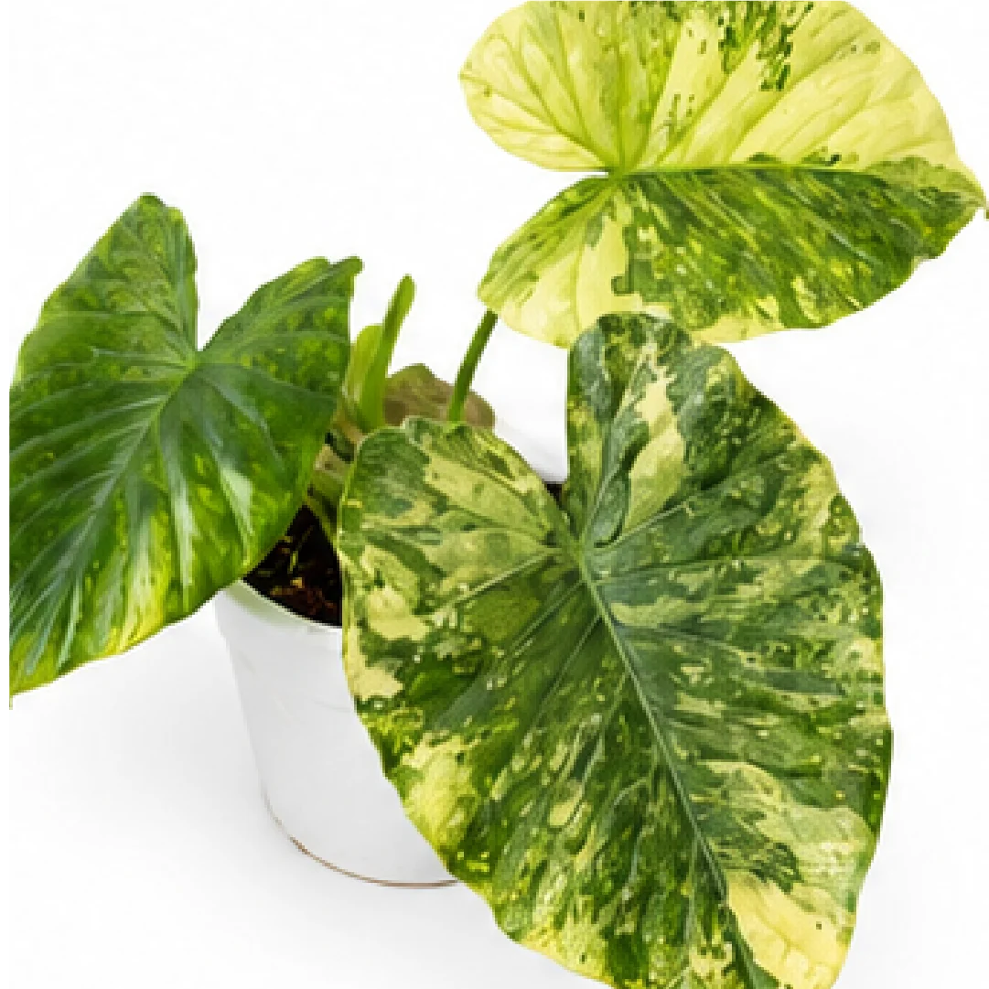Alocasia Macrorrhizos Aurea Var – Tissue Culture