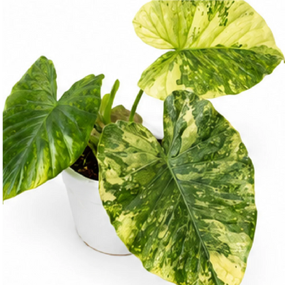 Alocasia Macrorrhizos Aurea Var – Tissue Culture