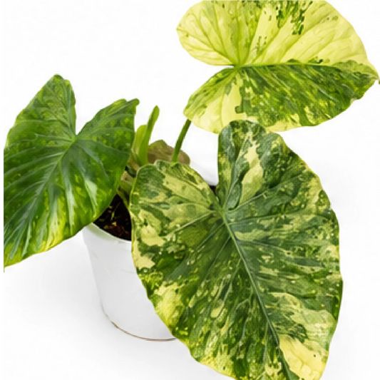 Alocasia Macrorrhizos Aurea Var – Tissue Culture