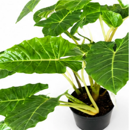 Alocasia New Gold – Tissue Culture