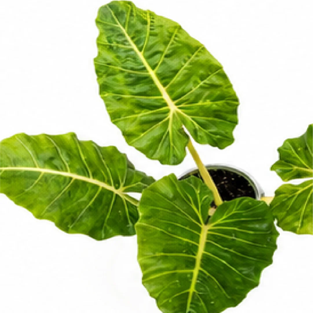 Alocasia New Gold – Tissue Culture