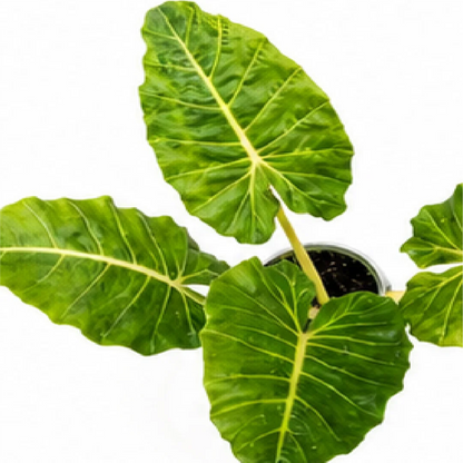 Alocasia New Gold – Tissue Culture