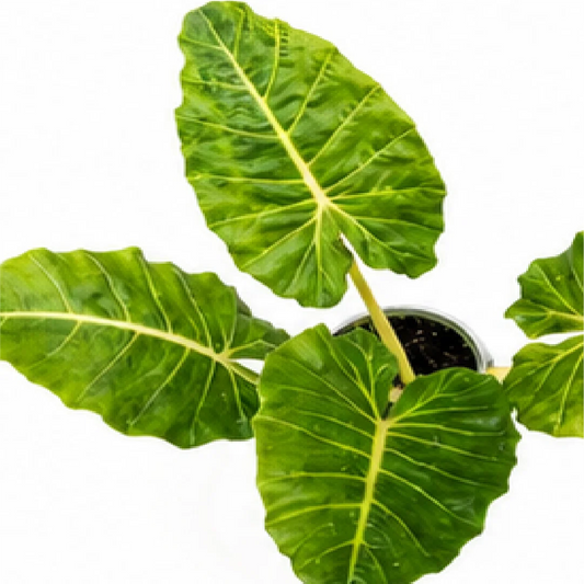 Alocasia New Gold – Tissue Culture