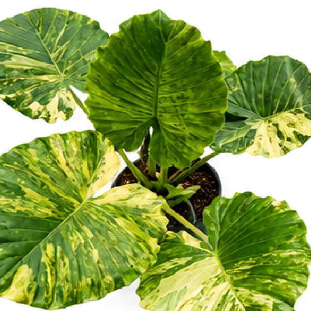 Alocasia Gageana Aurea Var – Tissue Culture