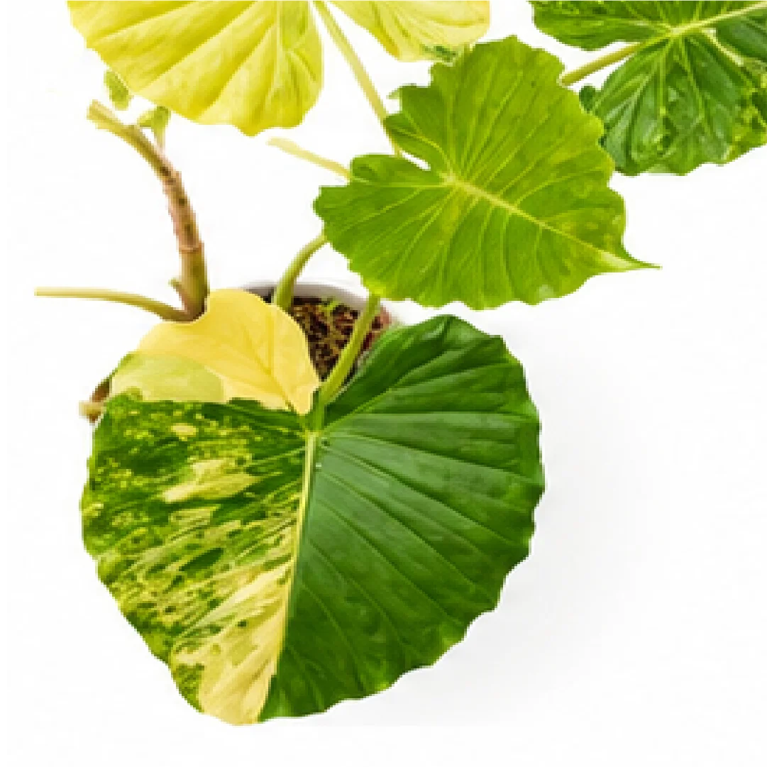 Alocasia Gageana Aurea Var – Tissue Culture