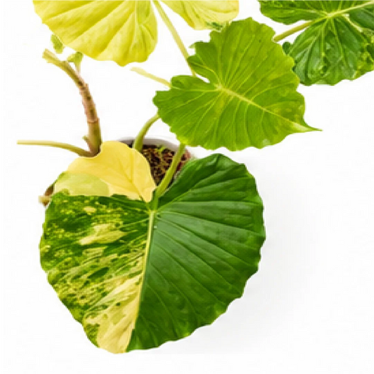 Alocasia Gageana Aurea Var – Tissue Culture