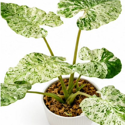 Alocasia Camouflage Macrorrhiza Var – Tissue Culture