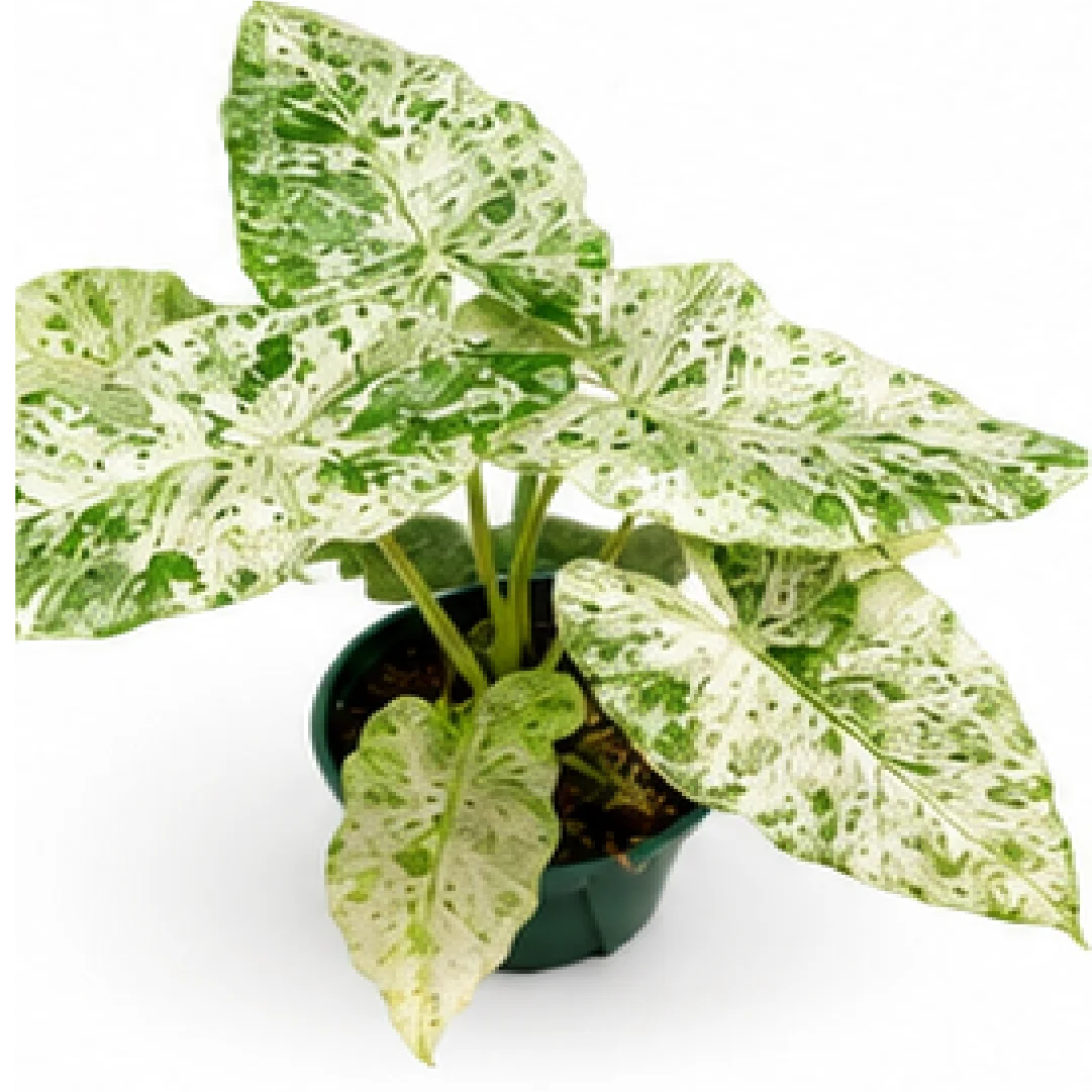Alocasia Camouflage Macrorrhiza Var – Tissue Culture