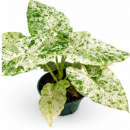 Alocasia Camouflage Macrorrhiza Var – Tissue Culture