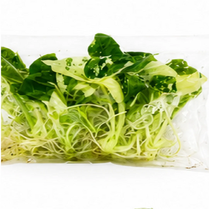 Alocasia Frydek Albo Var – Tissue Culture