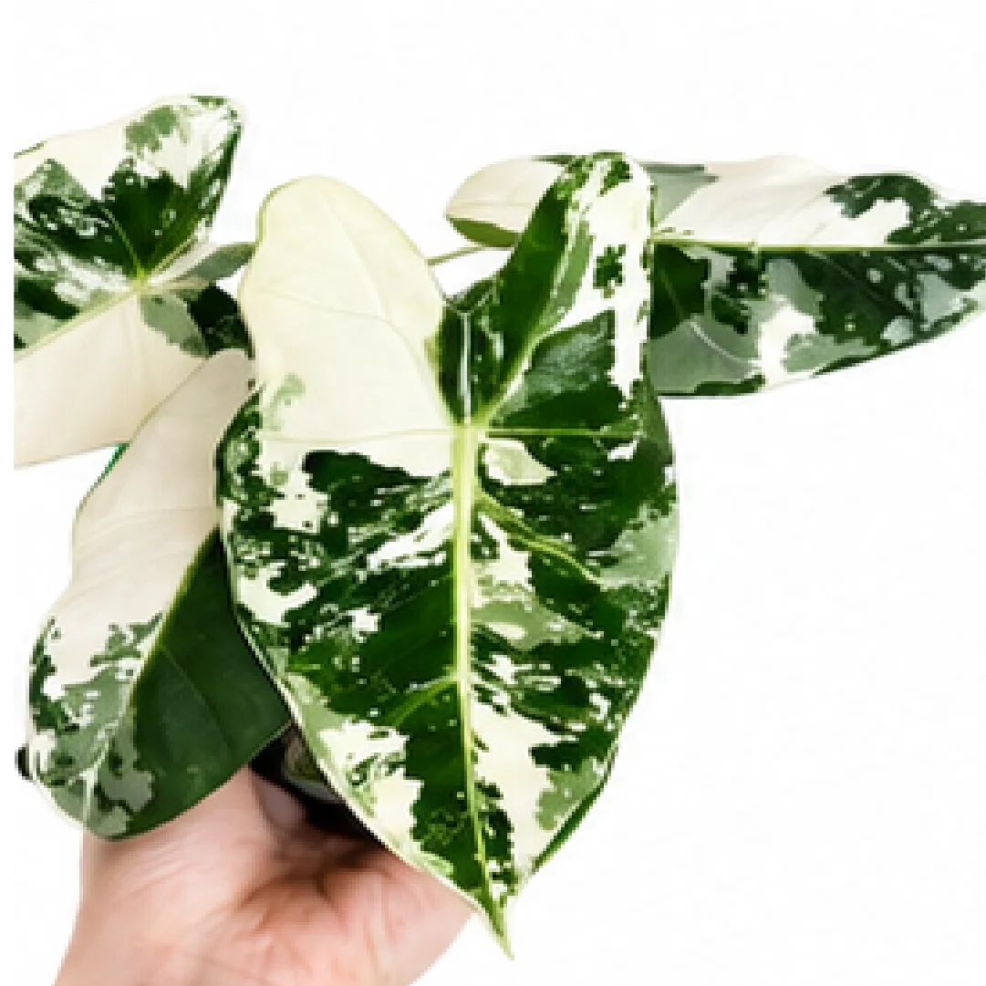 Alocasia Frydek Albo Var – Tissue Culture