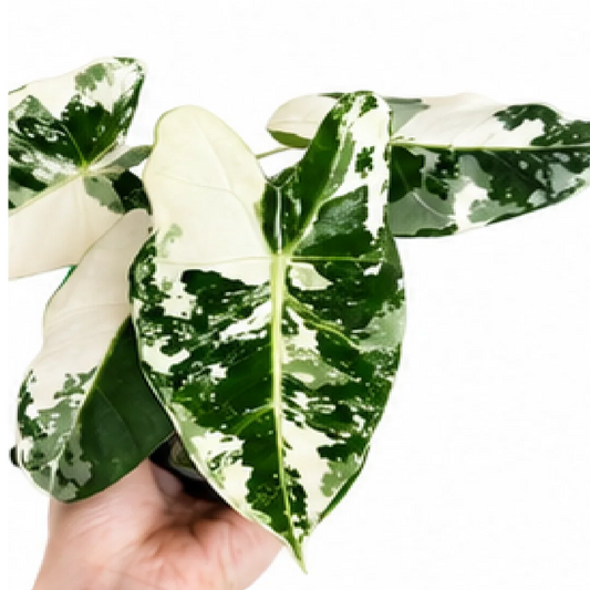 Alocasia Frydek Albo Var – Tissue Culture
