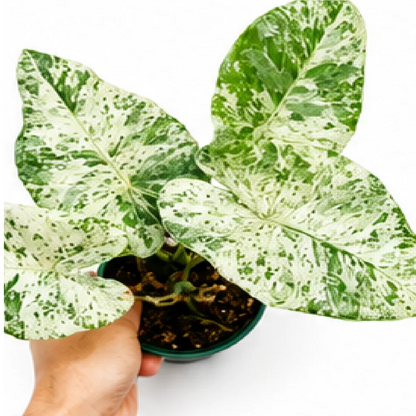 Alocasia Odora Batik Var – Tissue Culture