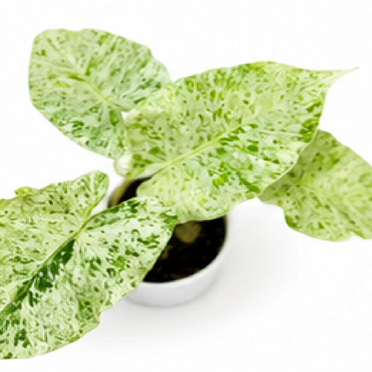 Alocasia Odora Batik Var – Tissue Culture