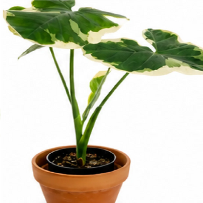 Alocasia Mickey Mouse Var – Tissue Culture