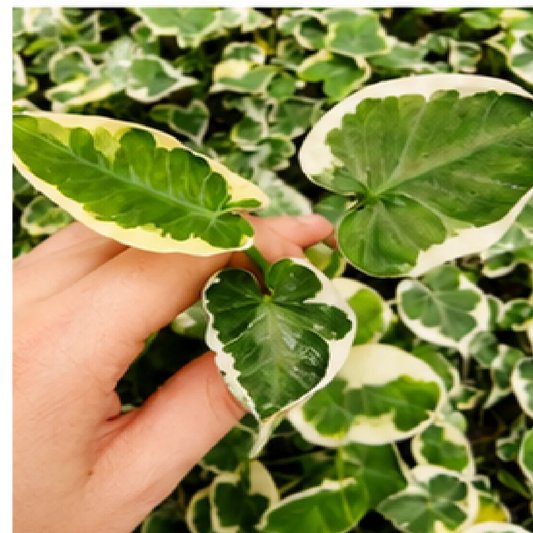 Alocasia Mickey Mouse Var – Tissue Culture