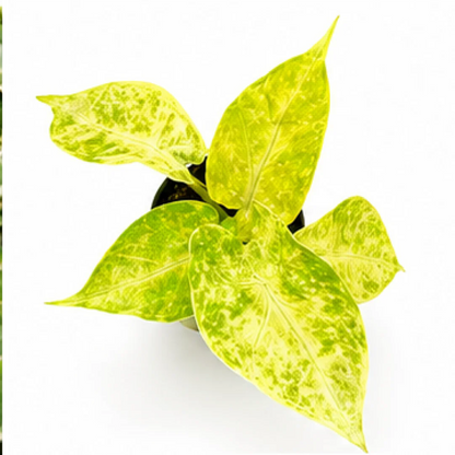 Alocasia New Guinea Gold – Tissue Culture