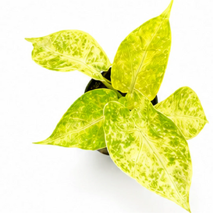 Alocasia New Guinea Gold – Tissue Culture
