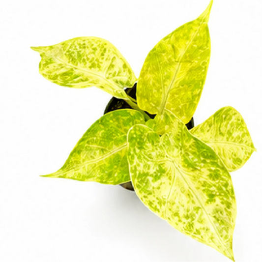 Alocasia New Guinea Gold – Tissue Culture