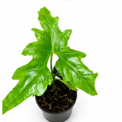 Alocasia Nycteris – Tissue Culture