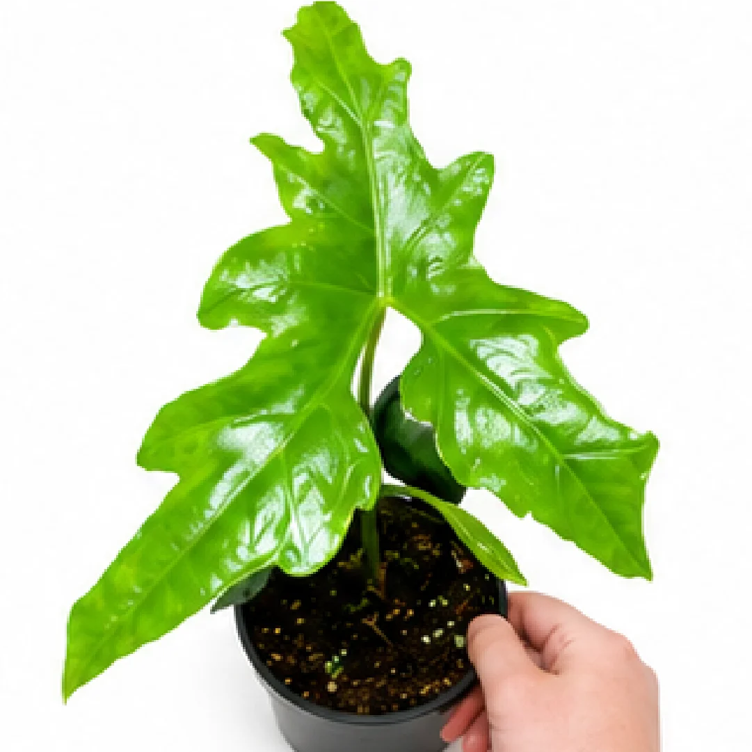 Alocasia Nycteris – Tissue Culture
