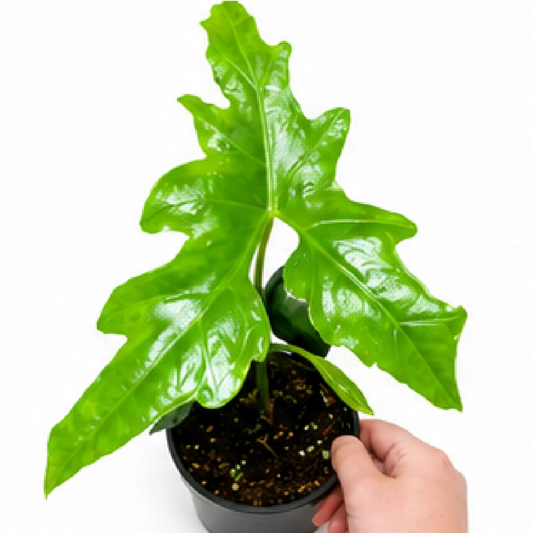Alocasia Nycteris – Tissue Culture