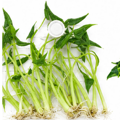 Alocasia Triangularis – Tissue Culture