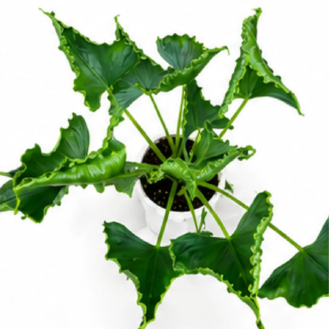 Alocasia Triangularis – Tissue Culture