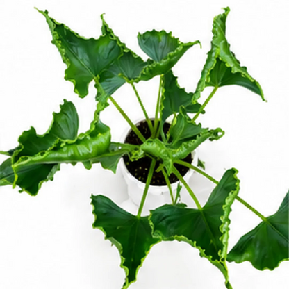 Alocasia Triangularis – Tissue Culture