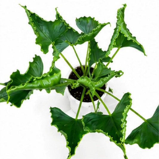 Alocasia Triangularis – Tissue Culture